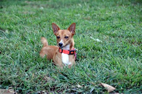 podenco portugués|What To Know About a Portuguese Podengo